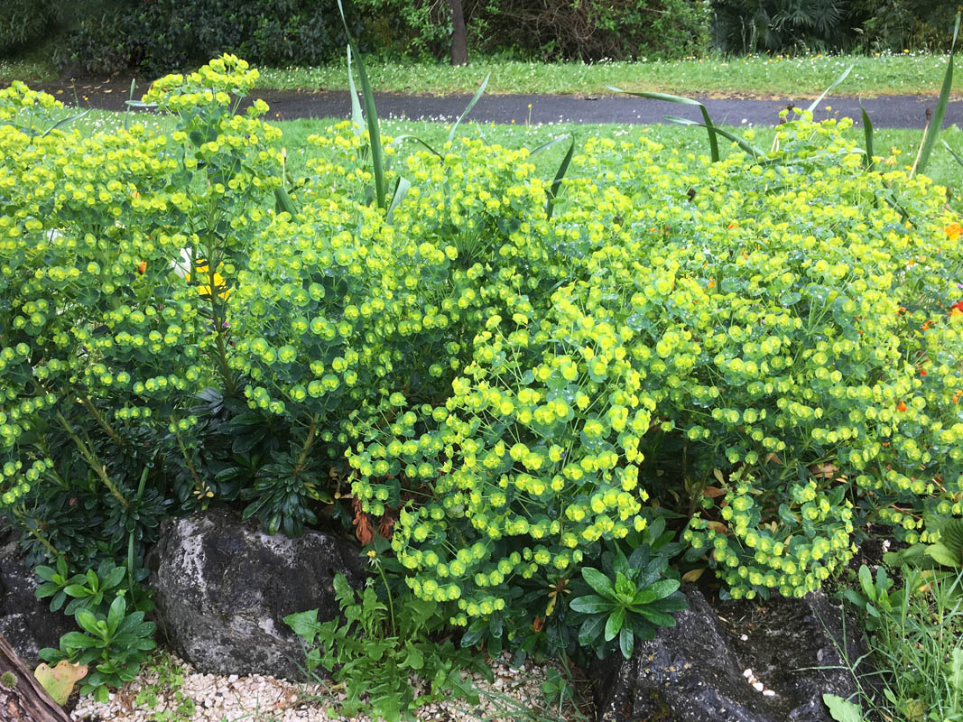 Euphorbia amygdaloides ssp robbiae